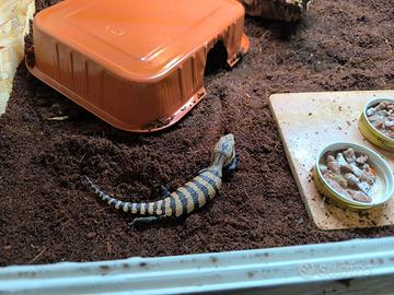 Tiliqua