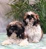 shih-tzu