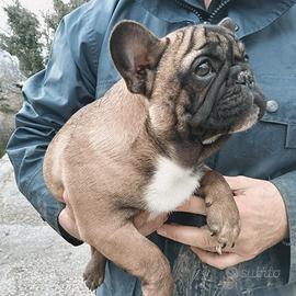 Bouledogue/bulldog francese
