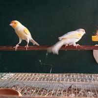 Coppia di canarini giallo mosaico