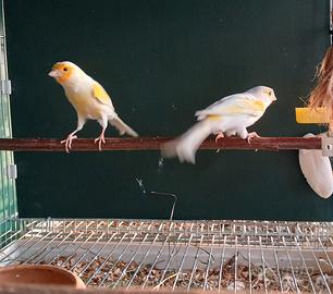 Coppia di canarini giallo mosaico