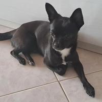Chihuahua per accoppiamento