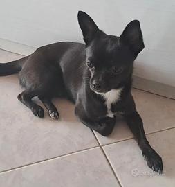 Chihuahua per accoppiamento