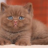 BRITISH SHORTHAIR BROWN TABBY cuccioli pag rateale