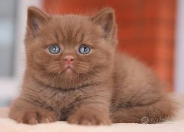 BRITISH SHORTHAIR BROWN TABBY cuccioli pag rateale