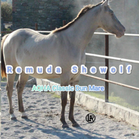 LA REMUDA Horses