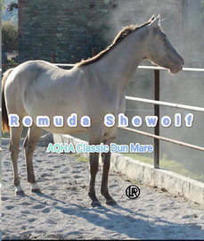 LA REMUDA Horses