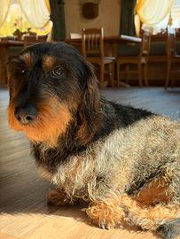 Bassotto maschio per monta