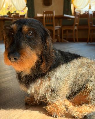 Bassotto maschio per monta