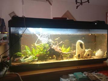 Acquario