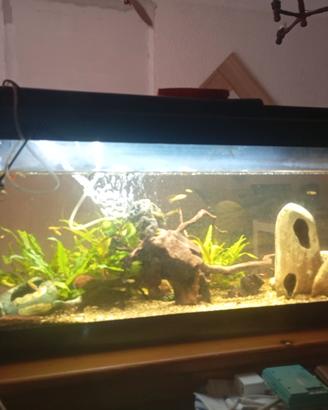 Acquario