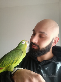 Amazzone fronte gialla addestrato