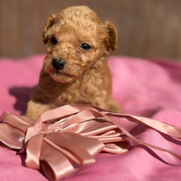 Barboncino cuccioli