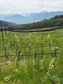 Terreni adibiti a vigneto in val di non