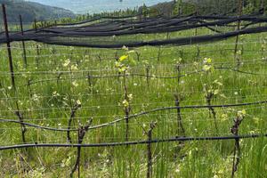 Terreni adibiti a vigneto in val di non