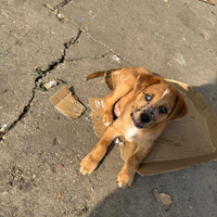 Cuccioli di Epagneul breton