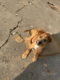 Cuccioli di Epagneul breton