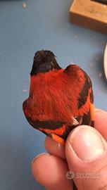 Cardinalini del Venezuela