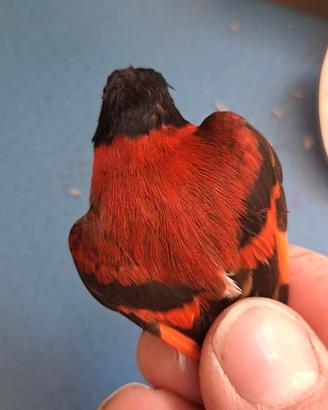 Cardinalini del Venezuela