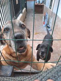 Cane corso