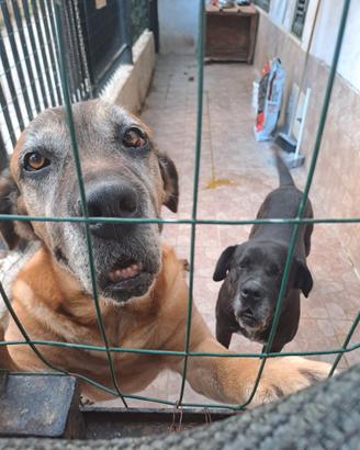 Cane corso