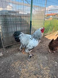 Galline ornamentali Brahma Amrock & Pulcini