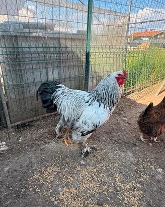 Galline ornamentali Brahma Amrock & Pulcini