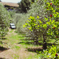 Terreno con Oliveto a Florinas