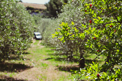 Terreno con Oliveto a Florinas