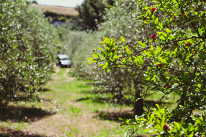 Terreno con Oliveto a Florinas