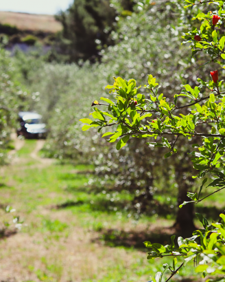 Terreno con Oliveto a Florinas
