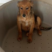 Cucciole taglia medio-piccola