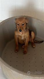 Cucciole taglia medio-piccola