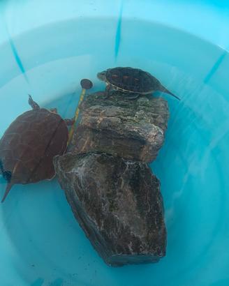 Tartarughe con acquario 