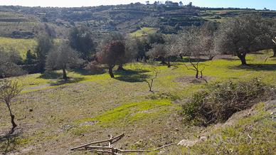 OLIVETO