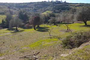 OLIVETO