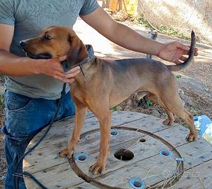 Segugio maremmano/ terrier