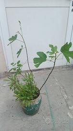 Tre piante in un vaso