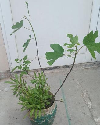 Tre piante in un vaso