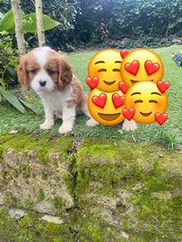 Maschietto di cavalier King bicolore