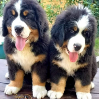 Cuccioli bovaro del bernese