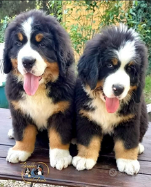 Cuccioli bovaro del bernese