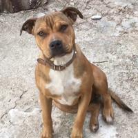 Cucciola amstaff