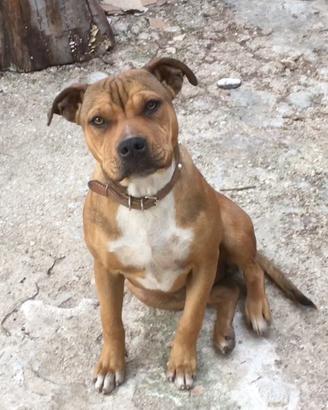 Cucciola amstaff