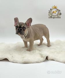 Dolcissima Bulldog Francese Sable'