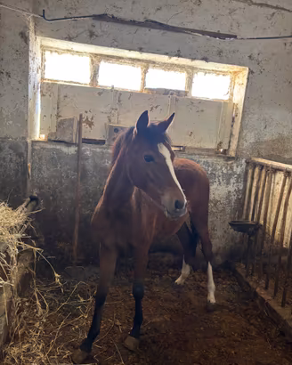CAVALLA - QUARTER HORSE