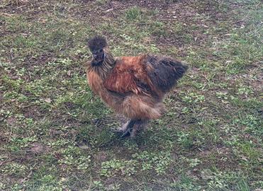 Gallo Moroseta - Giovane