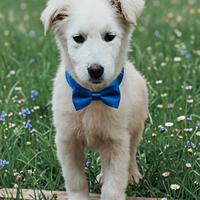Cucciolo in attesa di trovare casa