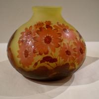 Cineraria- Vaso Galle