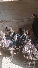 Galline padovane